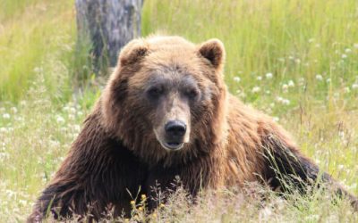 Bären-TV: Kamera-Lösungen für den besonderen Einsatz